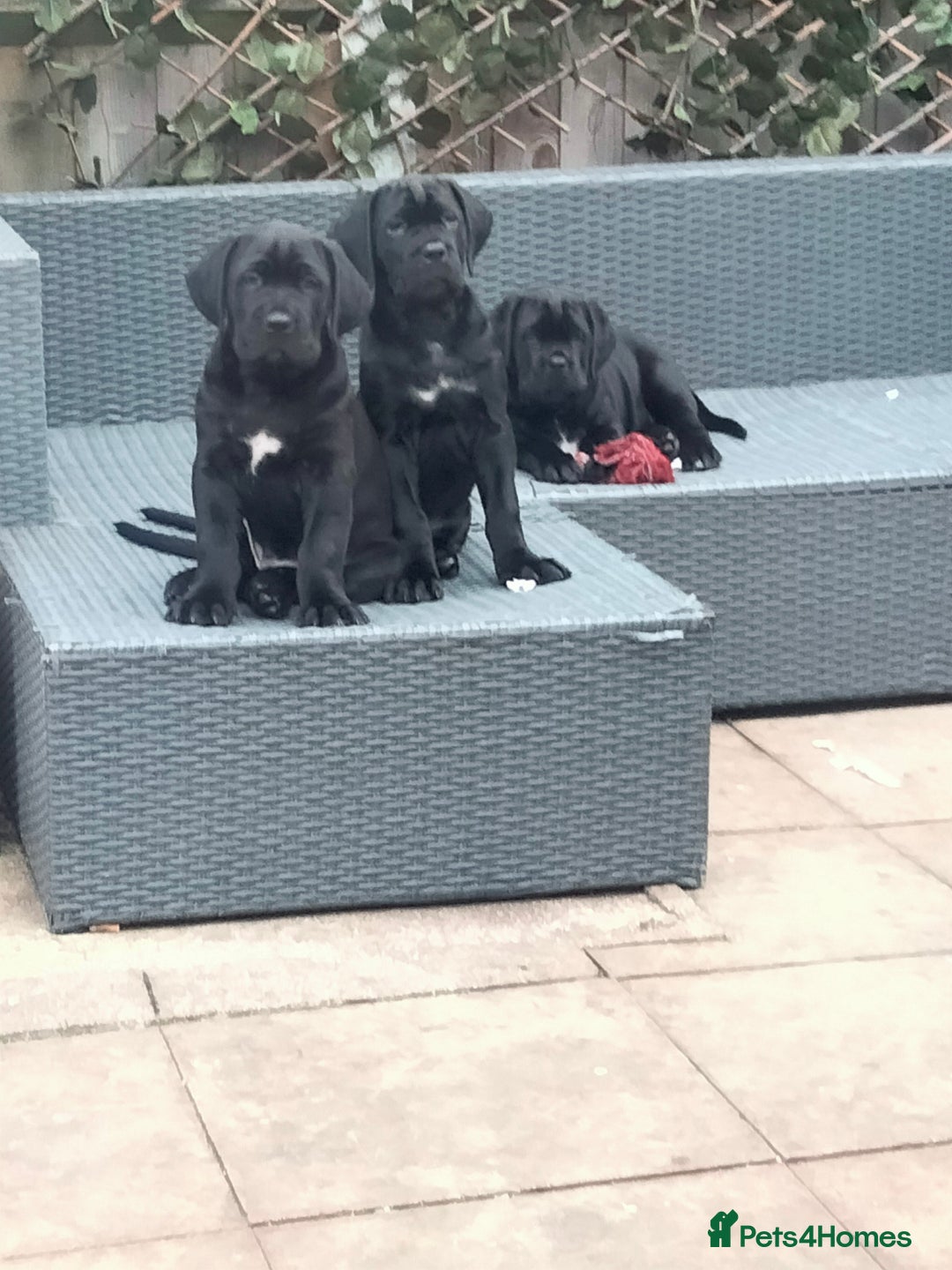 Cane Corso dogs for sale: Cane Corso puppies 14/11/25 - Image 5