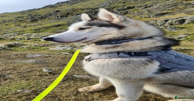 Siberian Husky dogs - Advert 2