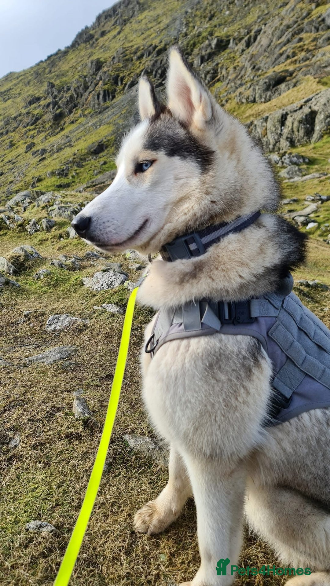 Siberian Husky dogs for sale: Siberian Huskies, female&male, male KC Registered - Image 3