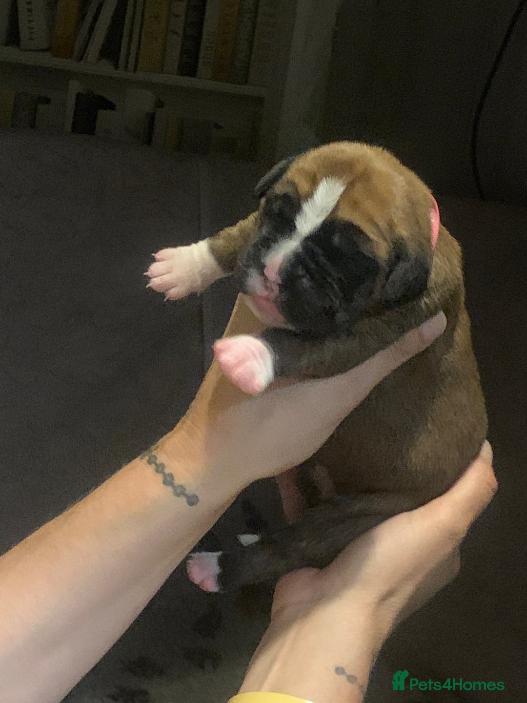 Boxer dogs for sale: KC registered Boxer Puppies - Image 16