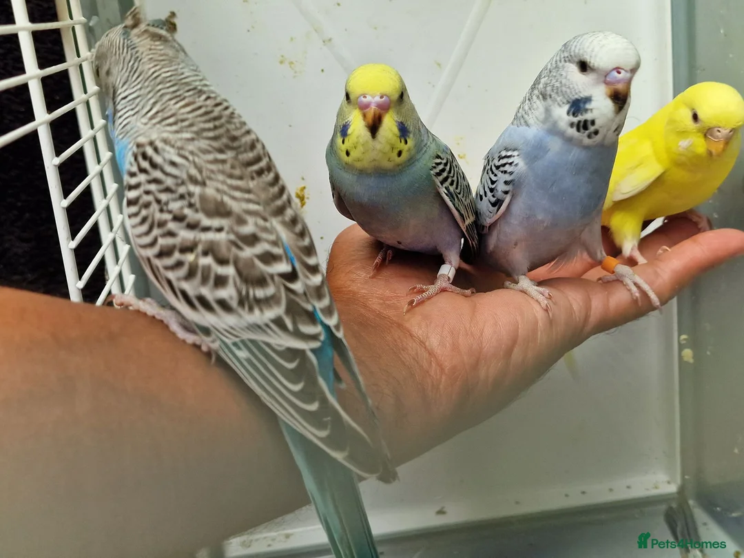 Budgerigars birds for sale: Super silly hand tamed baby budgies  - Advert 23