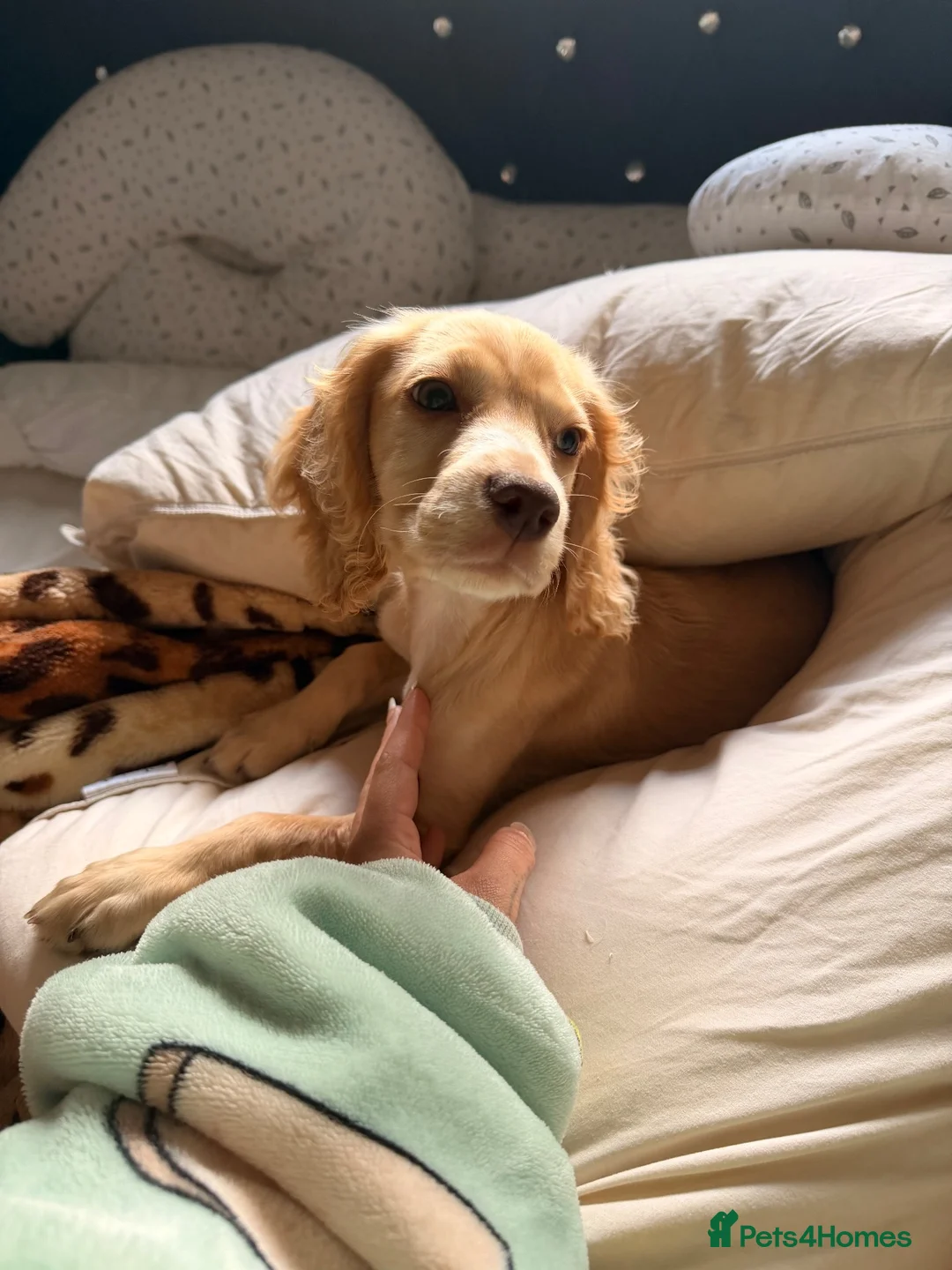 Cocker Spaniel dogs for sale: 4Month-Old Female Golden Cocker Spaniel – Coventry - Advert 1