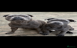 Staffordshire Bull Terrier dogs for sale: 1 male 1 female looking for their forever home. - Image 1