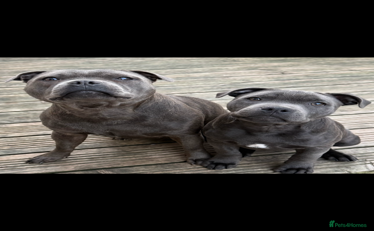 Staffordshire Bull Terrier dogs - Advert 1