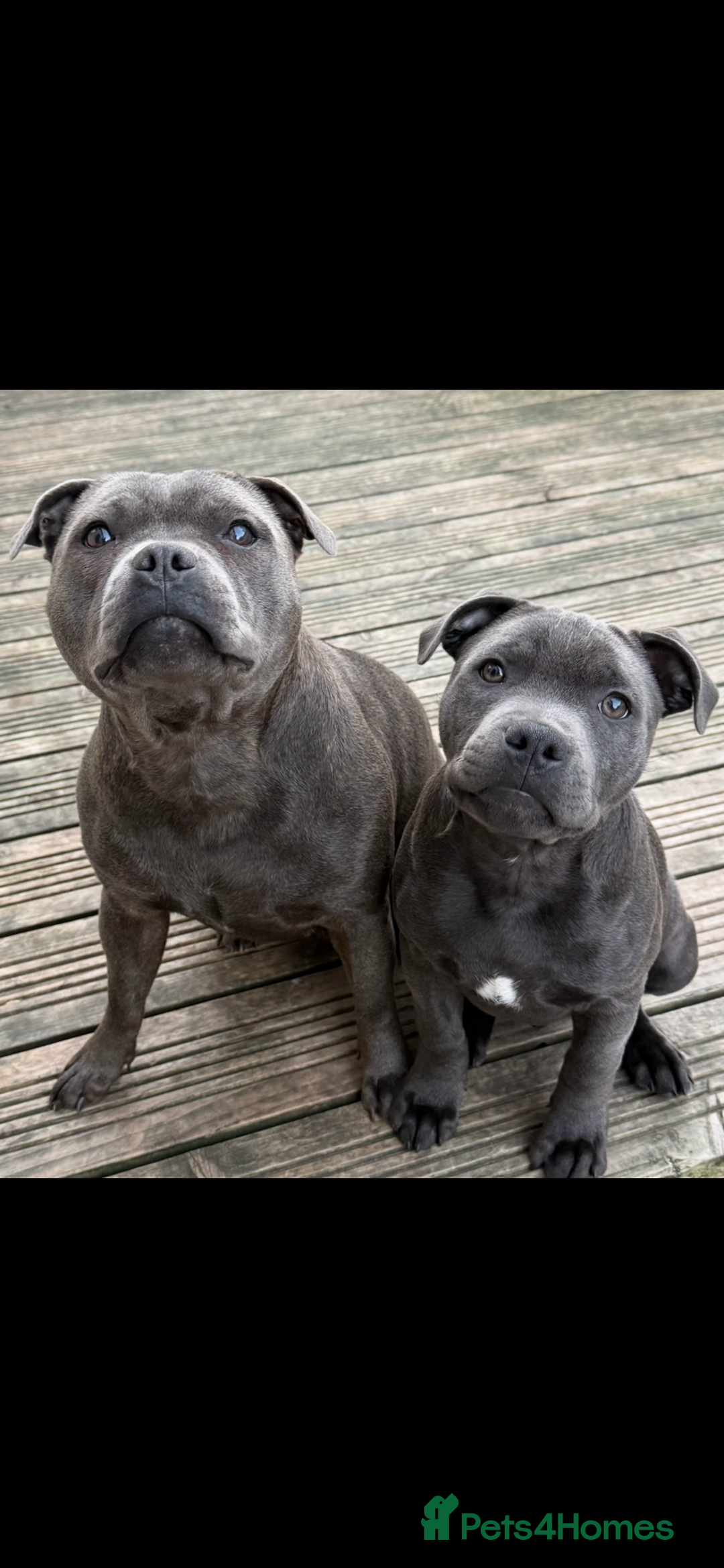 Staffordshire Bull Terrier dogs for sale: 1 male 1 female looking for their forever home. - Image 1
