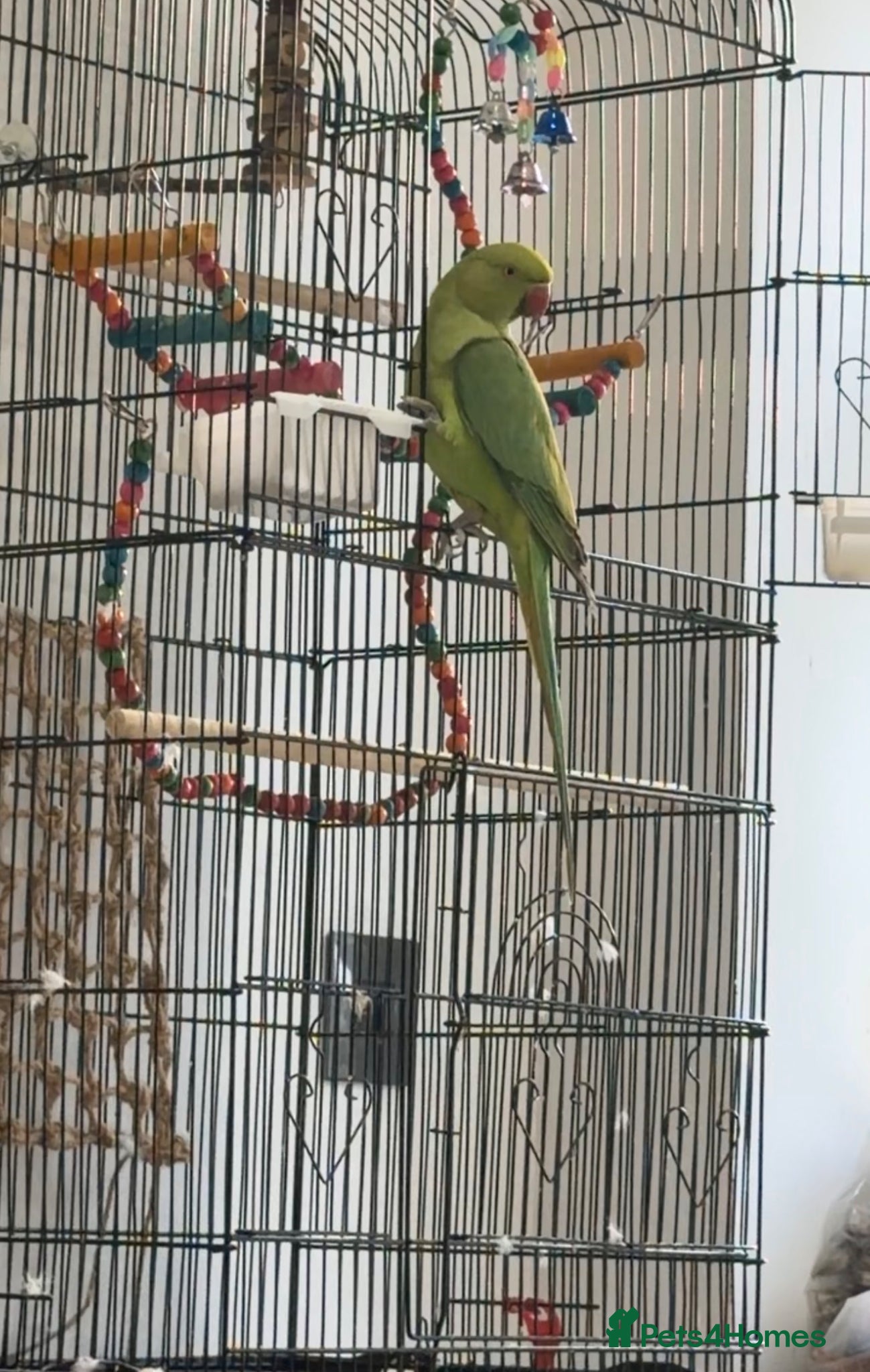 Ringnecks birds Indian ringneck - Advert 1