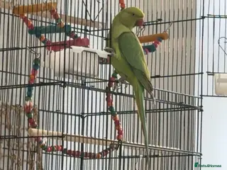 Ringnecks birds Indian ringneck - Advert 4