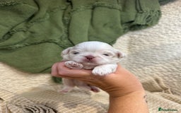 Shih Tzu dogs for sale: Imperial Lilac Dobie KC Reg - Image 4