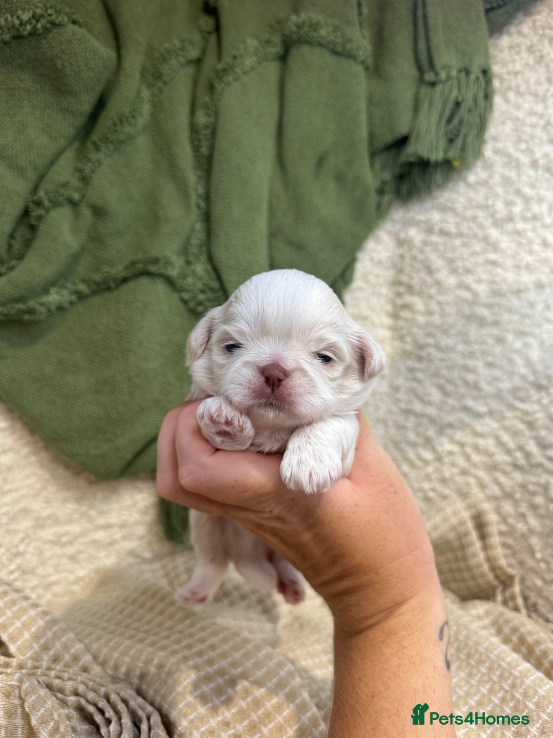 Shih Tzu dogs for sale: Imperial Lilac Dobie KC Reg - Image 4