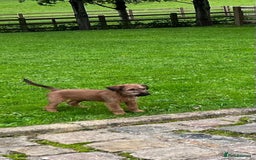 Irish Terrier dogs for sale: BEAUTIFUL KCREGISTERED, CHAMPION, IRISH TERRIERS - Image 5