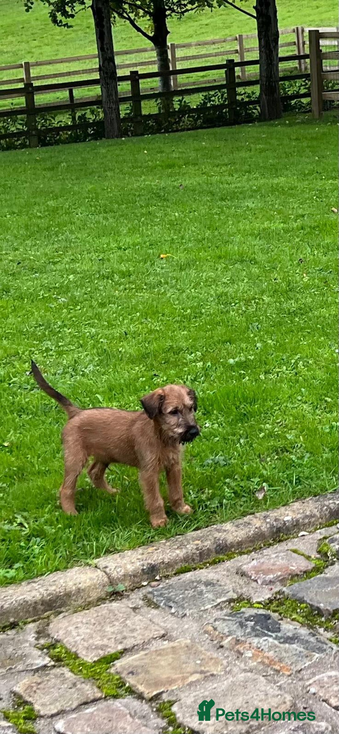 Irish Terrier dogs for sale: BEAUTIFUL KCREGISTERED, CHAMPION, IRISH TERRIERS - Image 5
