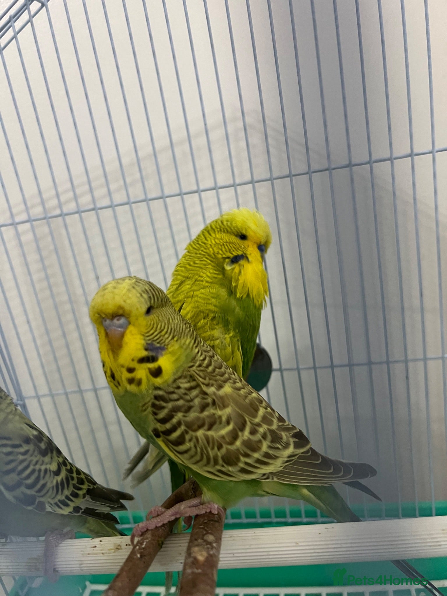 Budgerigars birds 12 Healthy Budgies for Sale – 7 Males & 5 Females - Advert 1