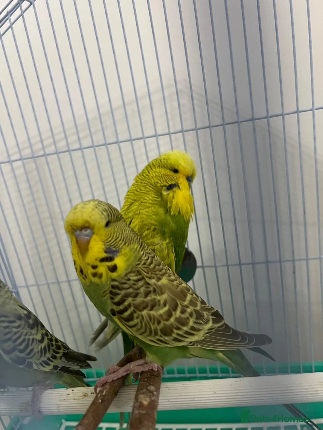 Budgerigars birds for sale: 12 Healthy Budgies for Sale – 7 Males & 5 Females - Advert 1