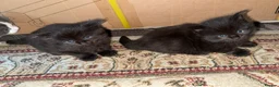 Mixed Breed cats for sale: 2 MALE BLACK LONG HAIRED FLUFFY KITTENS LEFT💘 - Advert 9