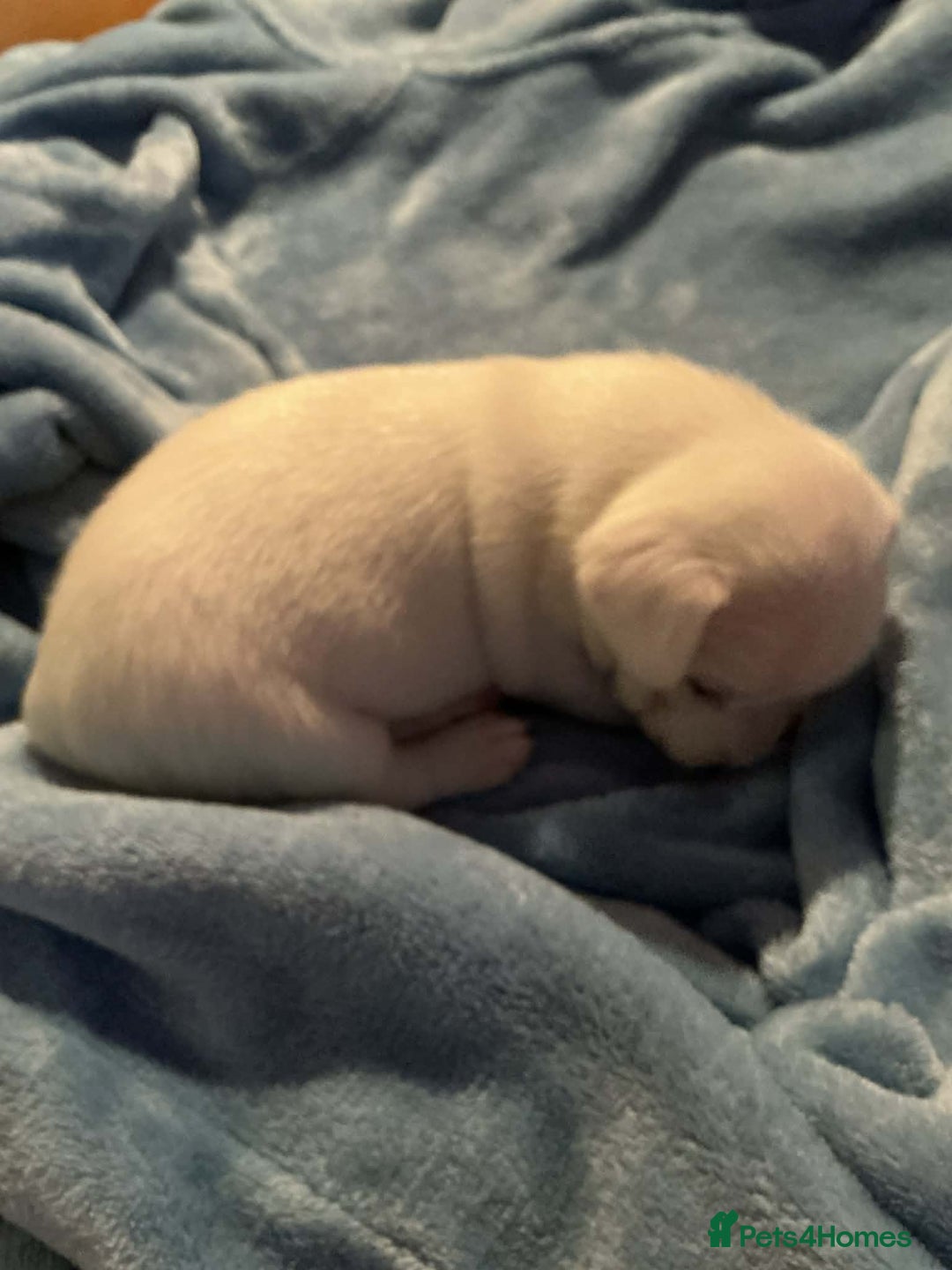 Mixed Breed dogs for sale: Two male Jack RussellX Chioua  - Advert 6