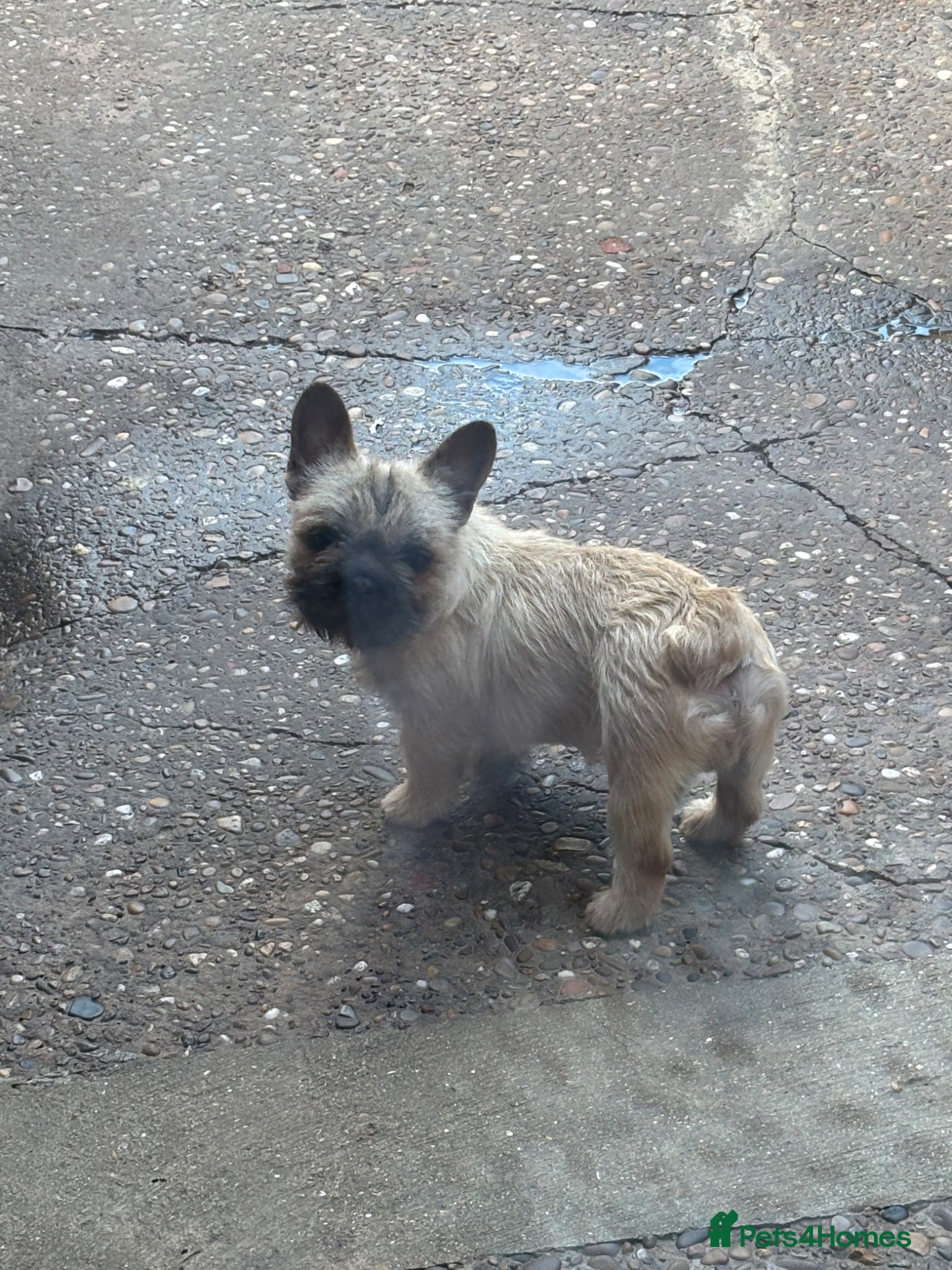 French Bulldog dogs All Reduced wire hair floodle producers  - Advert 14