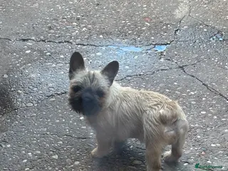 French Bulldog dogs All Reduced wire hair floodle producers - Advert 14