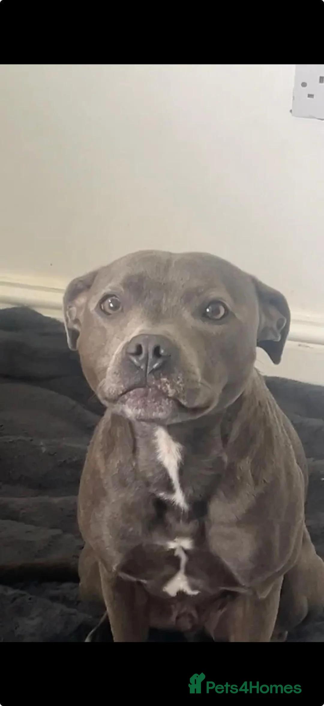 Staffordshire Bull Terrier dogs for sale: Blue Staffordshire bull terrier  - Advert 4