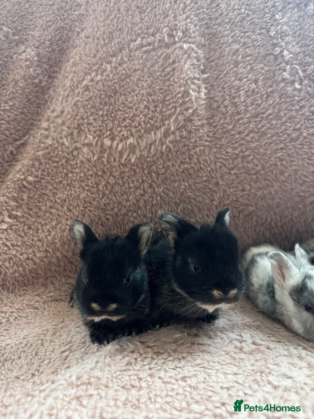 Lionhead rabbits for sale: 8 bunnies looking to be reserved - Advert 13