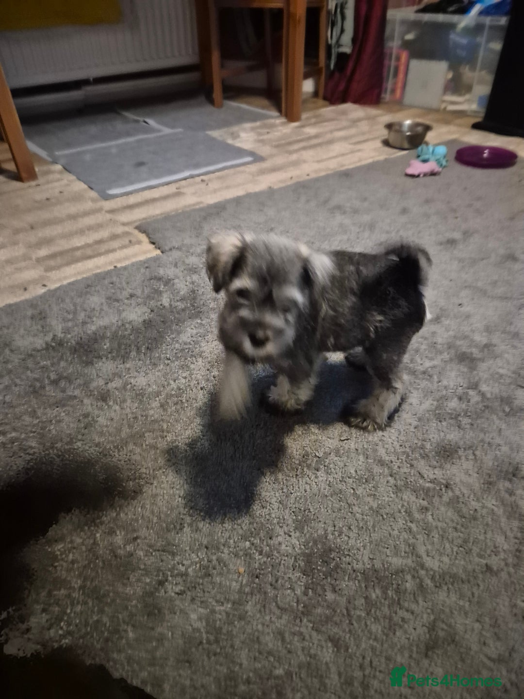 Miniature Schnauzer dogs for sale: All pups sold. Thank you - Advert 15