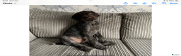 German Wirehaired Pointer dogs for sale: German Wirehaired Pointer - Advert 2