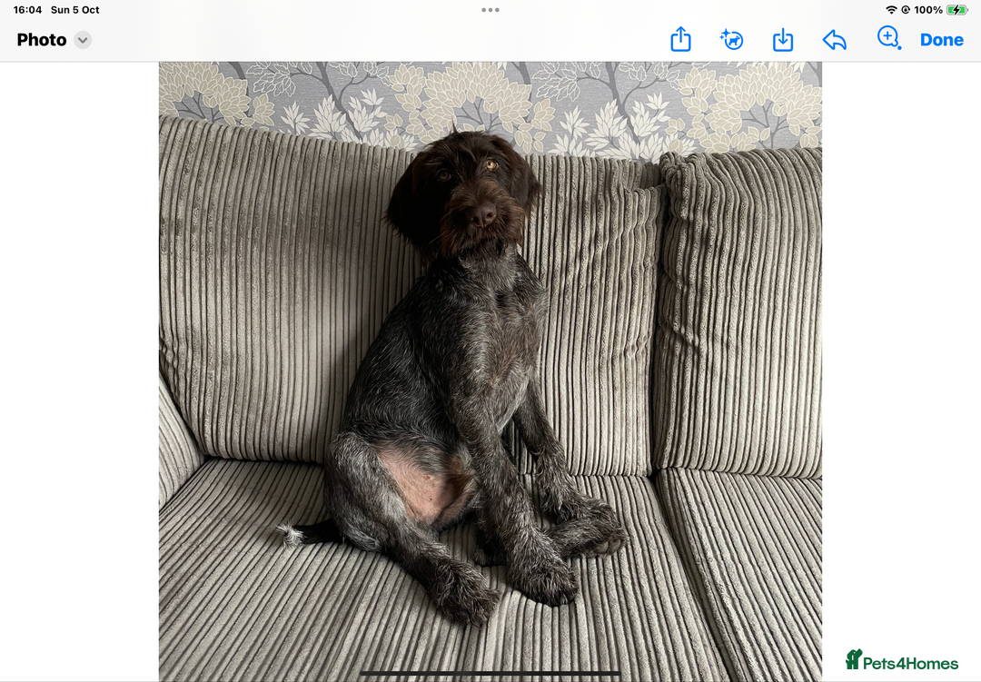 German Wirehaired Pointer dogs for sale: German Wirehaired Pointer - Advert 2