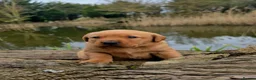Labrador Retriever dogs for sale: Stunning Fox red labrador puppies READY NOW - Advert 10