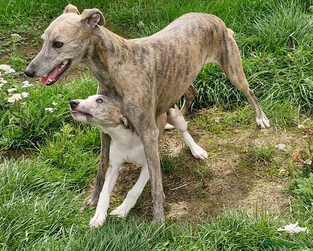Whippet dogs for sale: Beautiful Pedigree BOY Whippet Puppy. - Image 6