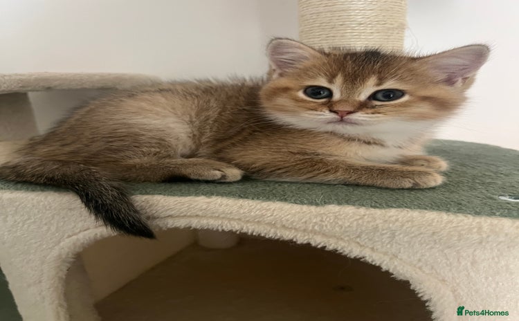 Brazilian Shorthair cats - Advert 1