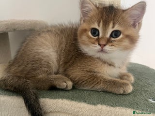 Brazilian Shorthair cats - Advert 12