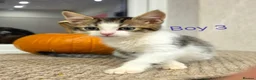 Mixed Breed cats for sale: ​🐾 6 Beautiful Kittens ready to go 💙🩷 - Advert 35