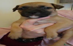 Bullmastiff dogs for sale: Bullmastiff puppies  - Image 2