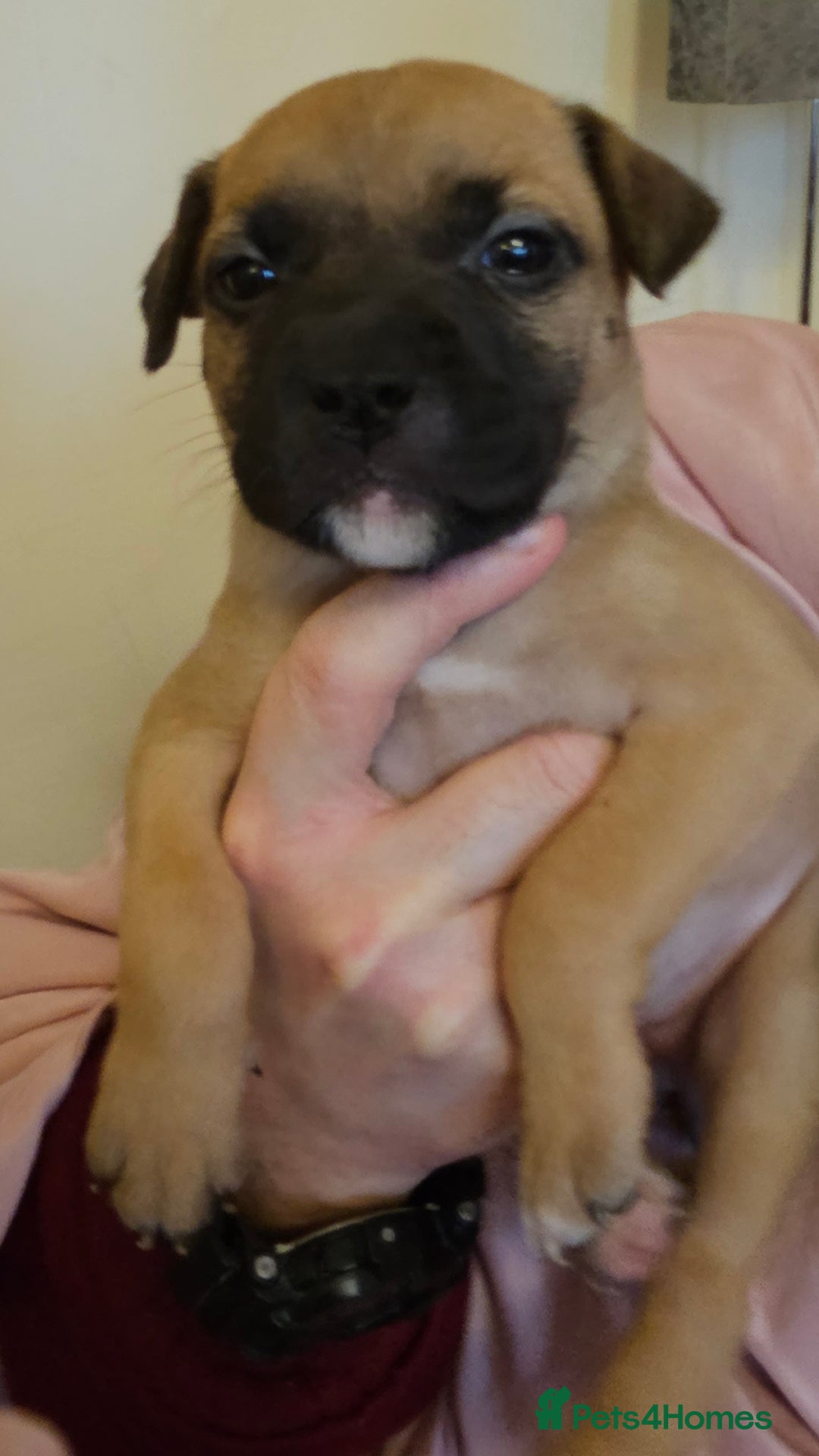 Bullmastiff dogs for sale: Bullmastiff puppies  - Image 2
