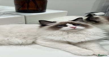 Ragdoll cats - Advert 14