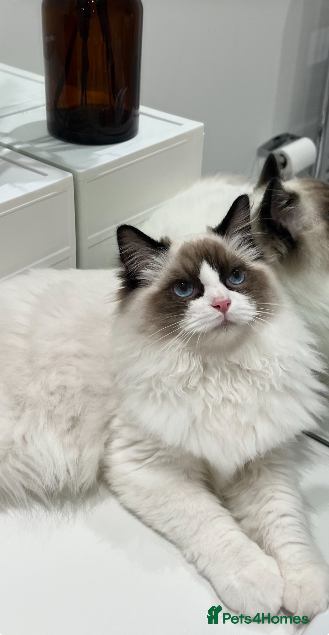Ragdoll cats for sale: RARE TICA ENTIRE MALE SEAL POINT BICOL CHAMP BLOOD - Image 2