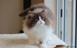 British Longhair cats for sale: British Longhair Chocolate Bi Colour Boy - REG - Image 2