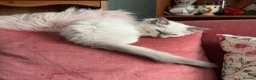 Ragdoll cats for sale: Blue point female ragdoll, ready now  - Advert 6