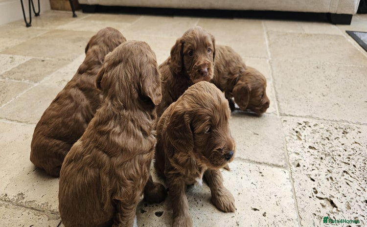 Cockapoo dogs - Advert 13