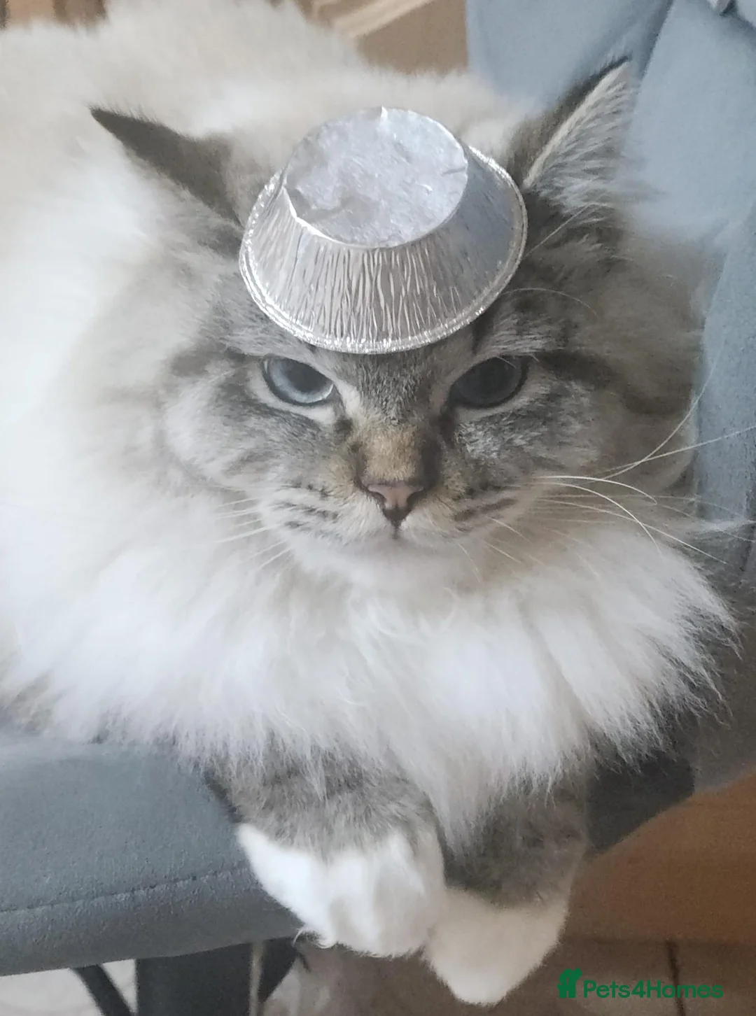 Ragdoll cats for sale: Huge Lynx mitted boy looking for a loving home - Advert 6