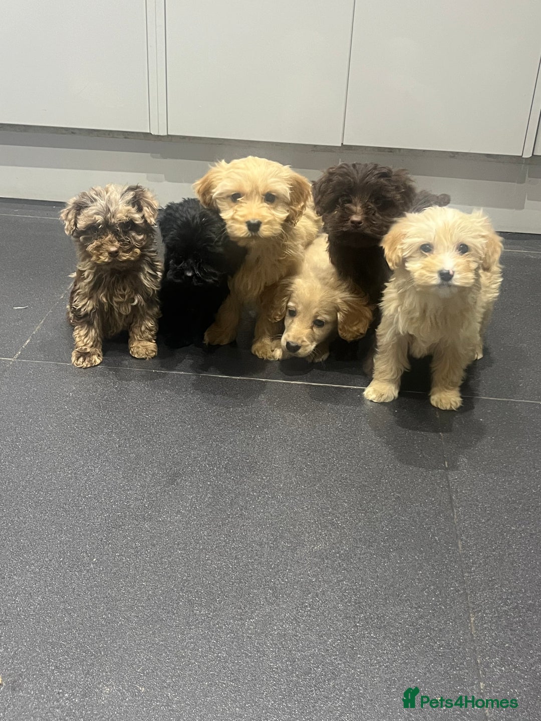 Cockapoo dogs for sale: Beautiful merl Cockpoo puppies  - Advert 12