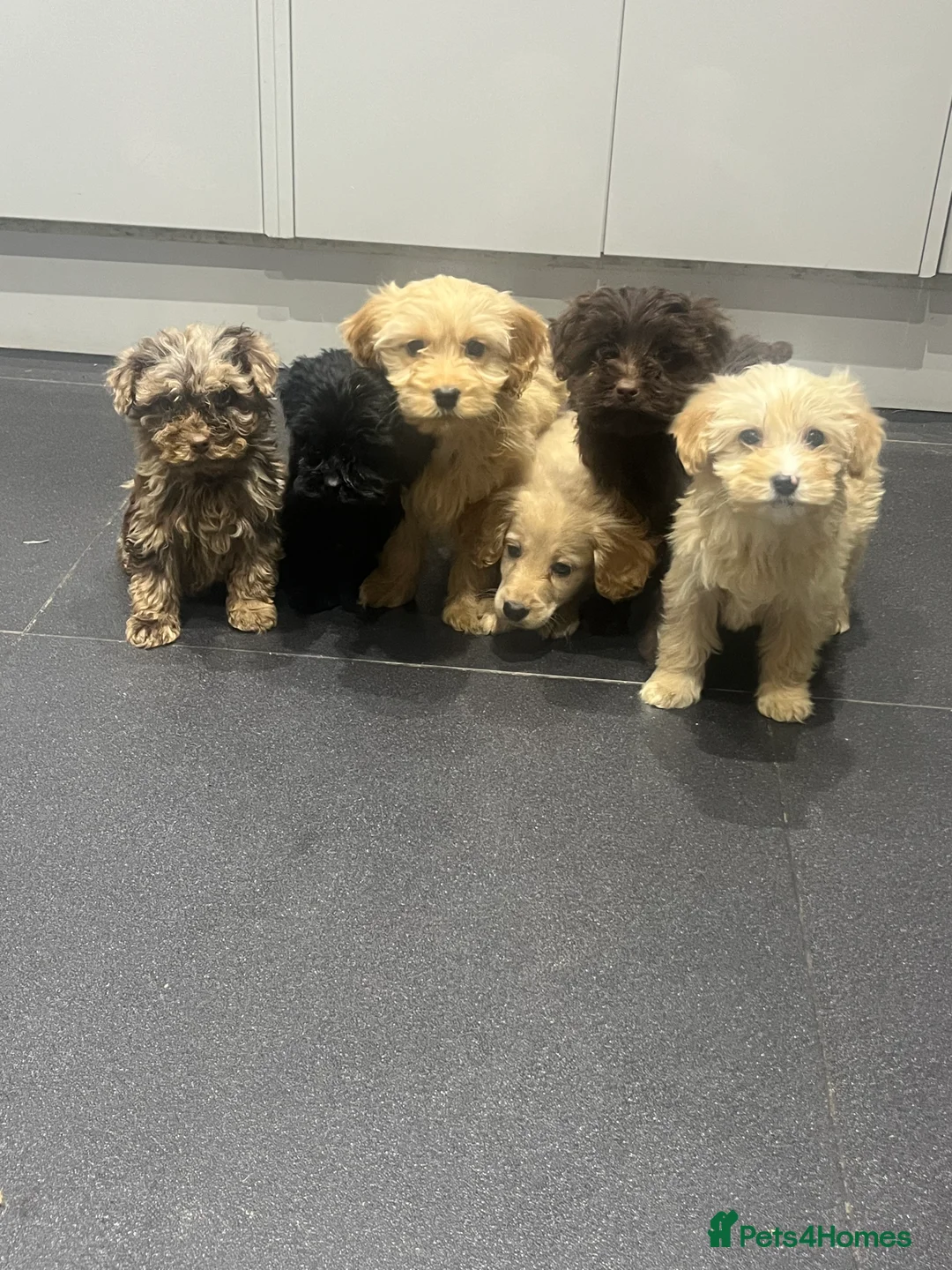 Cockapoo dogs for sale: Beautiful merl Cockpoo puppies  - Advert 13