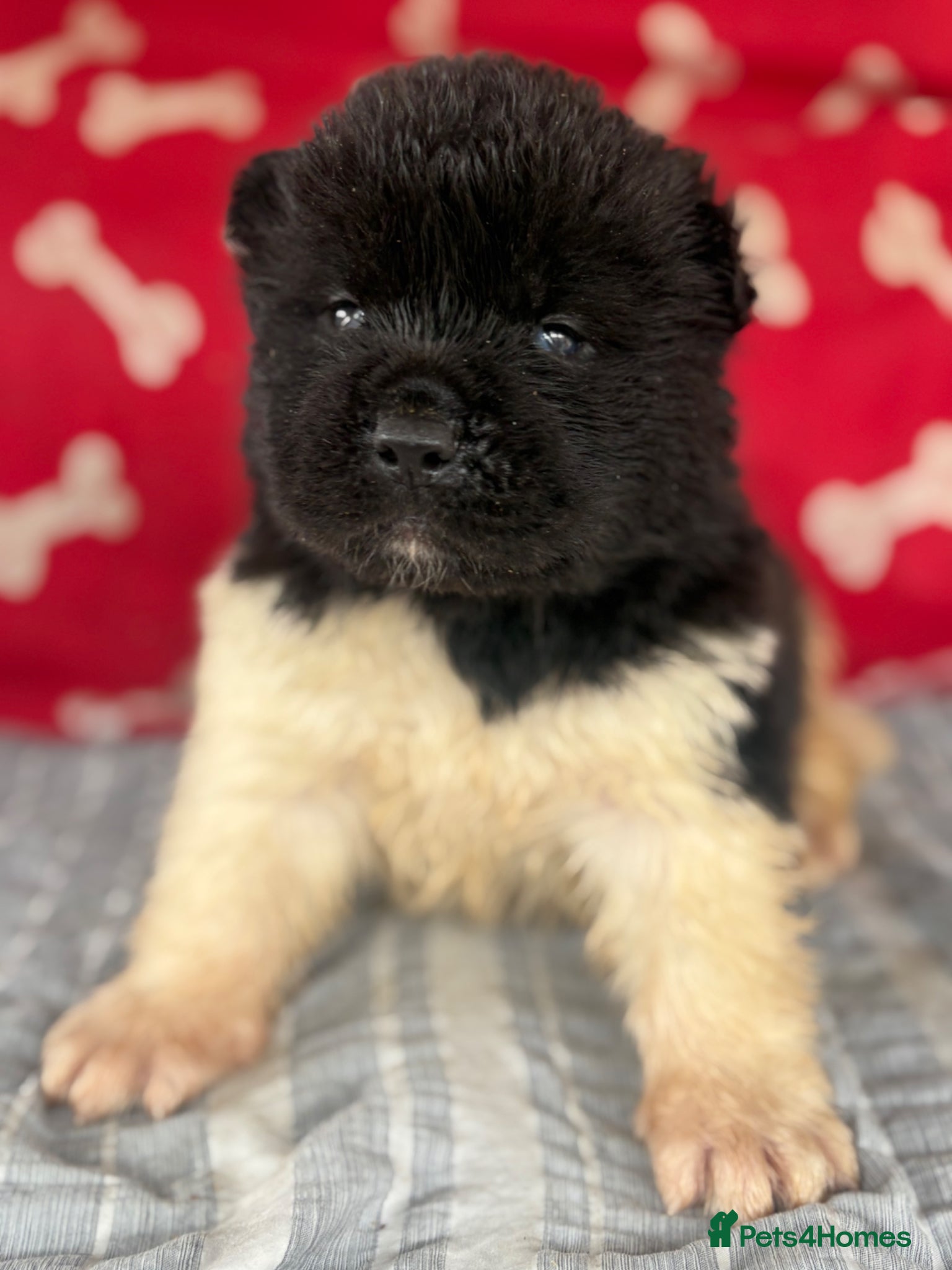Akita dogs Quality KC registered American Akita Puppies - Advert 2