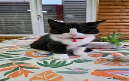Mixed Breed cats for sale: Long haired black and white girl  - Image 2