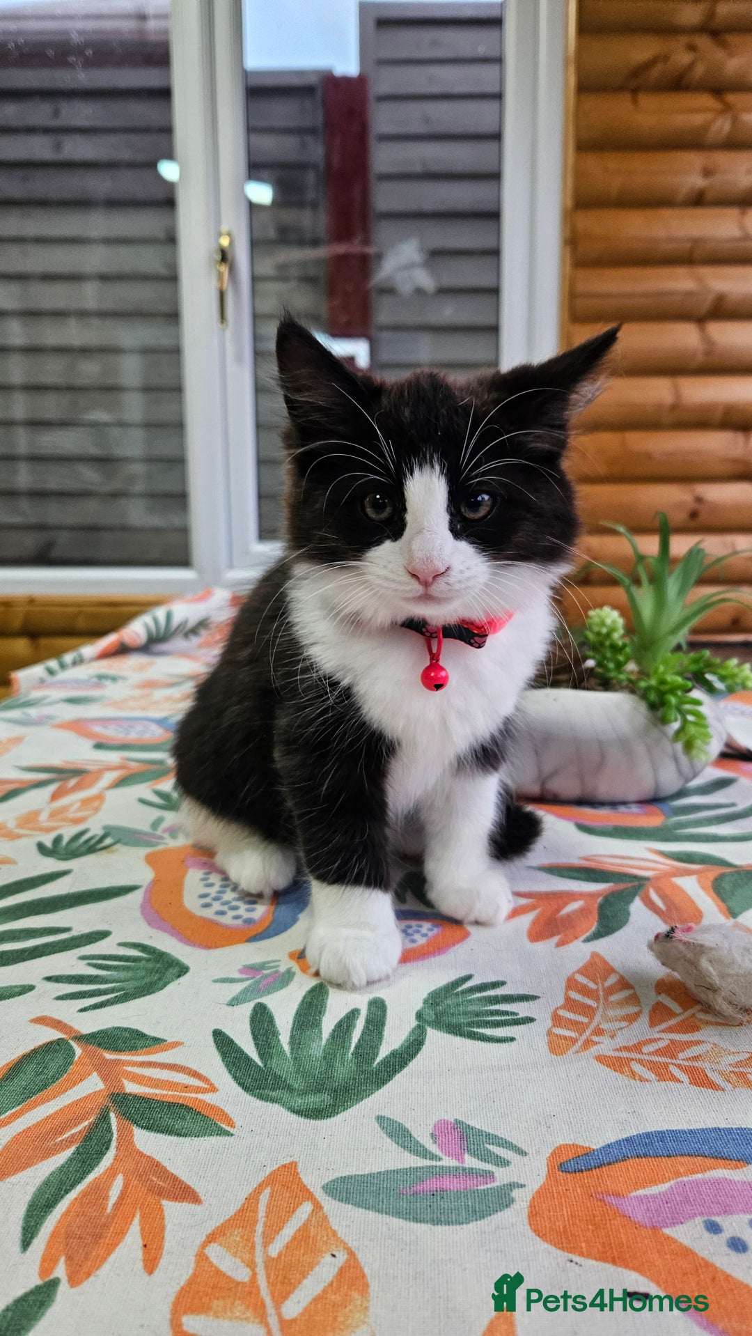 Mixed Breed cats for sale: Long haired black and white girl  - Image 2