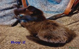 Mixed Breed cats for sale: 2 boys Turkish angora x  - Image 6