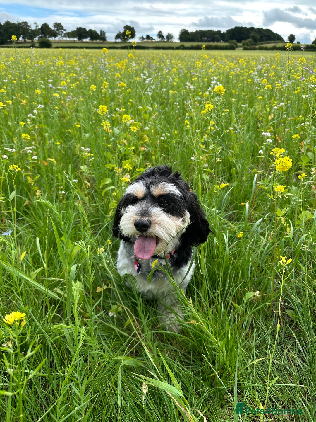 Cavachon dogs for sale: Cavapoochon pups for sale - Advert 10