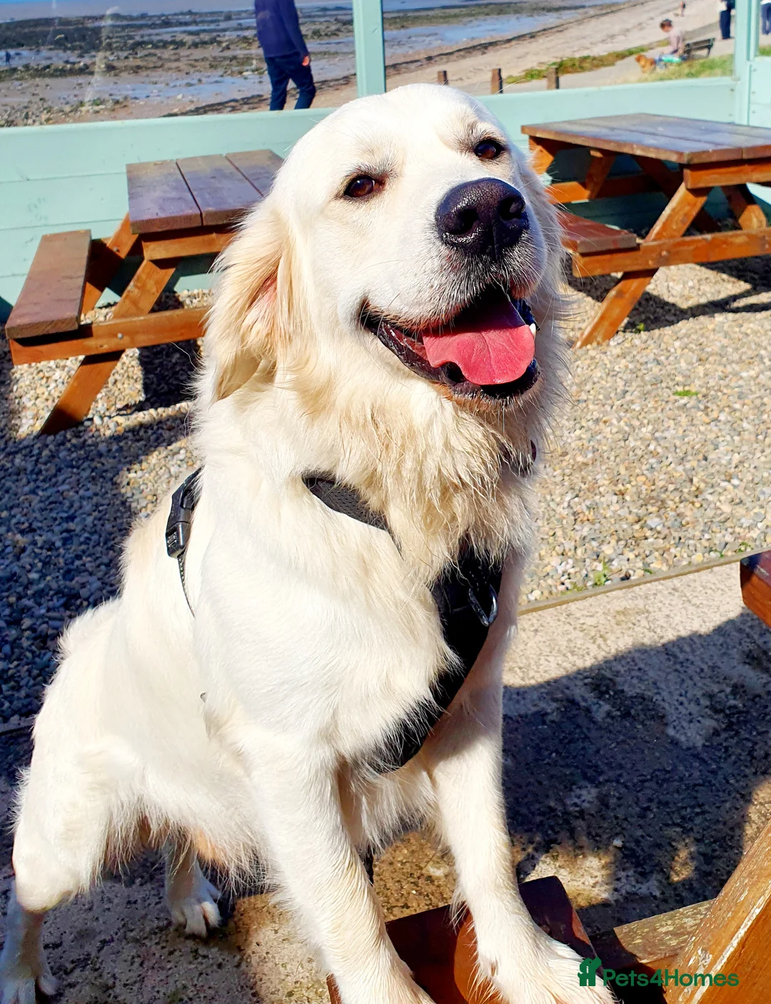 Golden Retriever dogs for stud: Stunning cream Golden Retriever for STUD - Advert 2