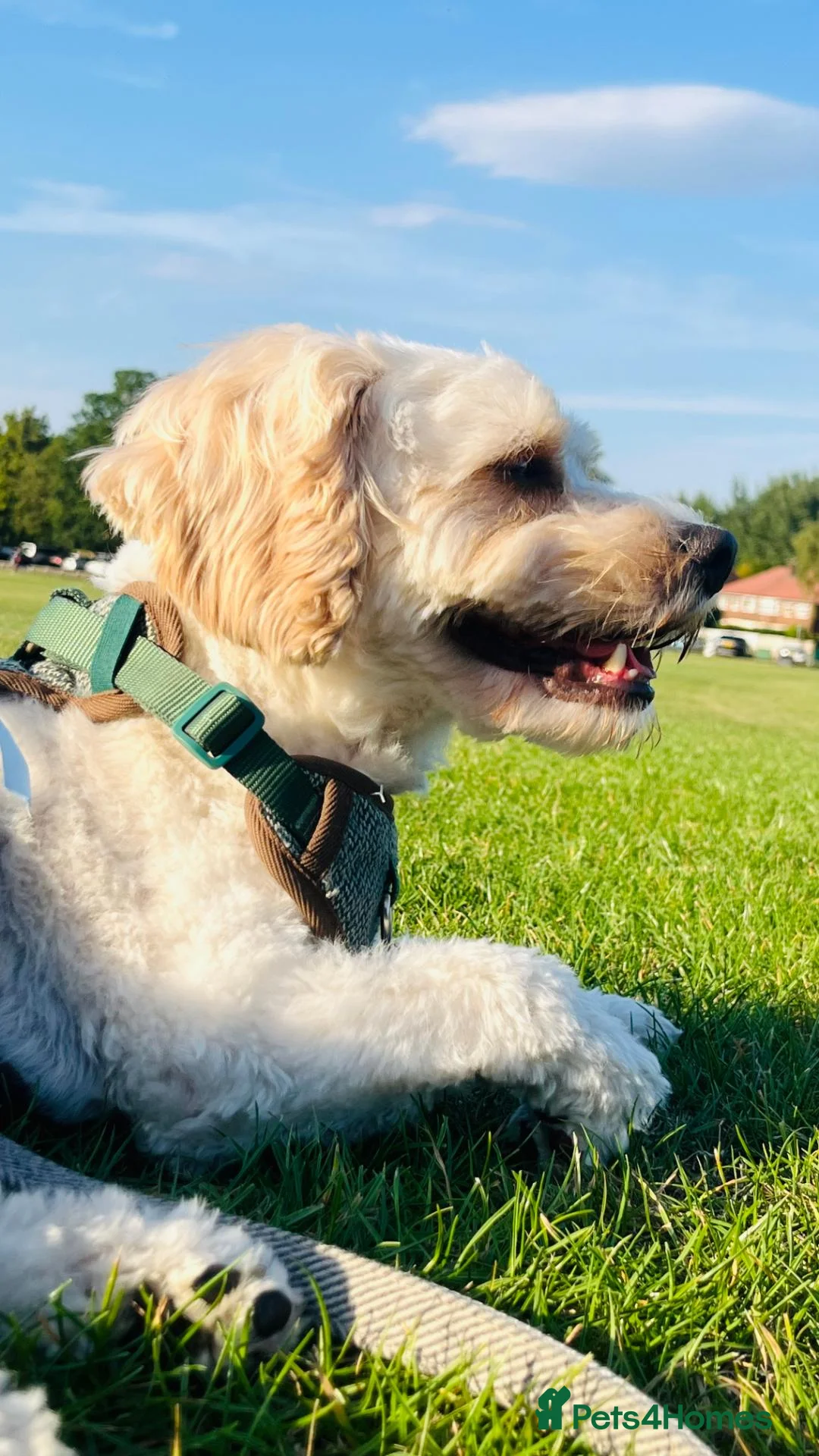 Cavachon dogs for stud: Cavachon available for Stud in Cheadle - Advert 2