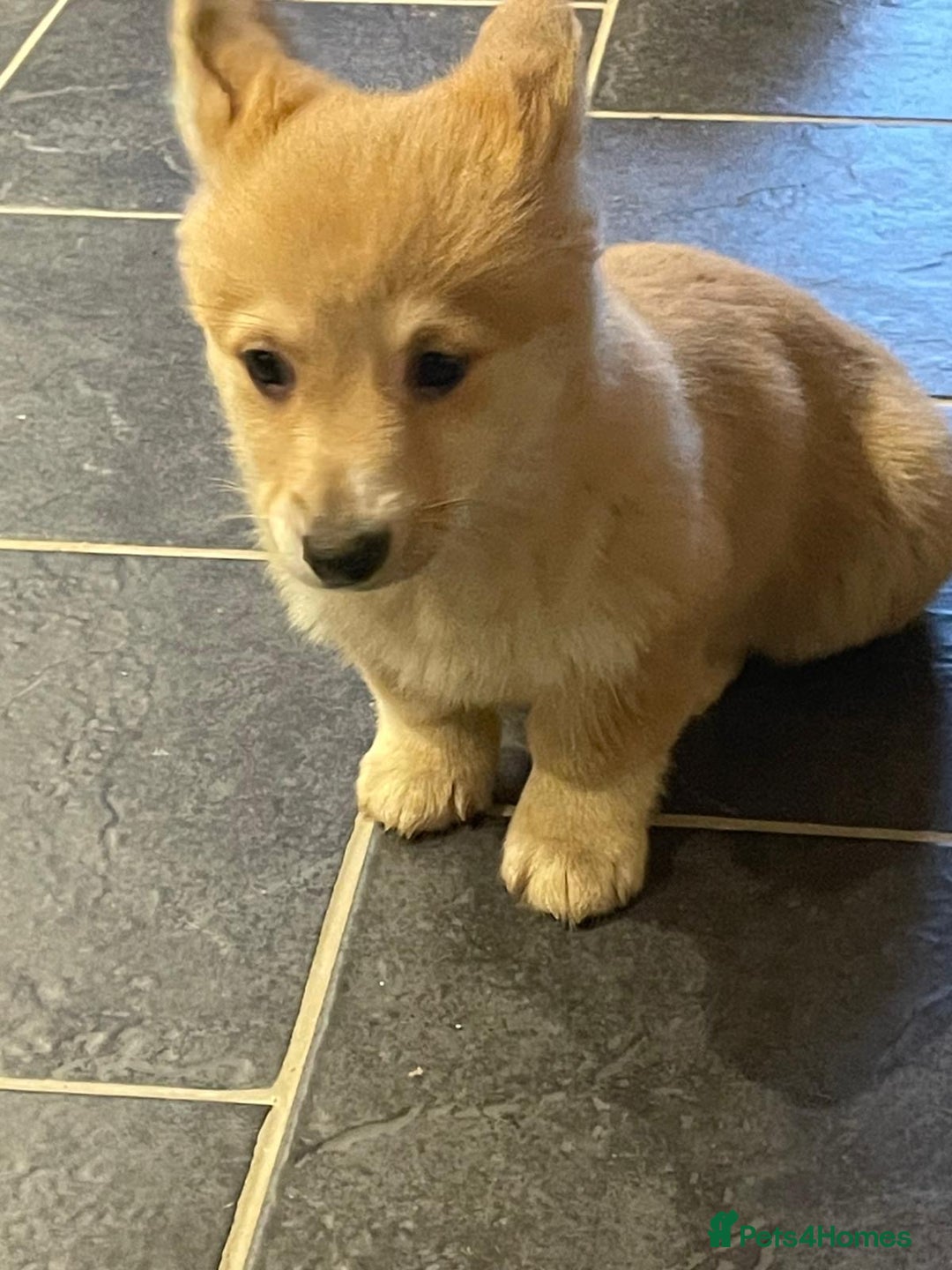 Welsh Corgi Pembroke dogs for sale: KC Registered Pembrokeshire Corgi Puppies - Advert 12