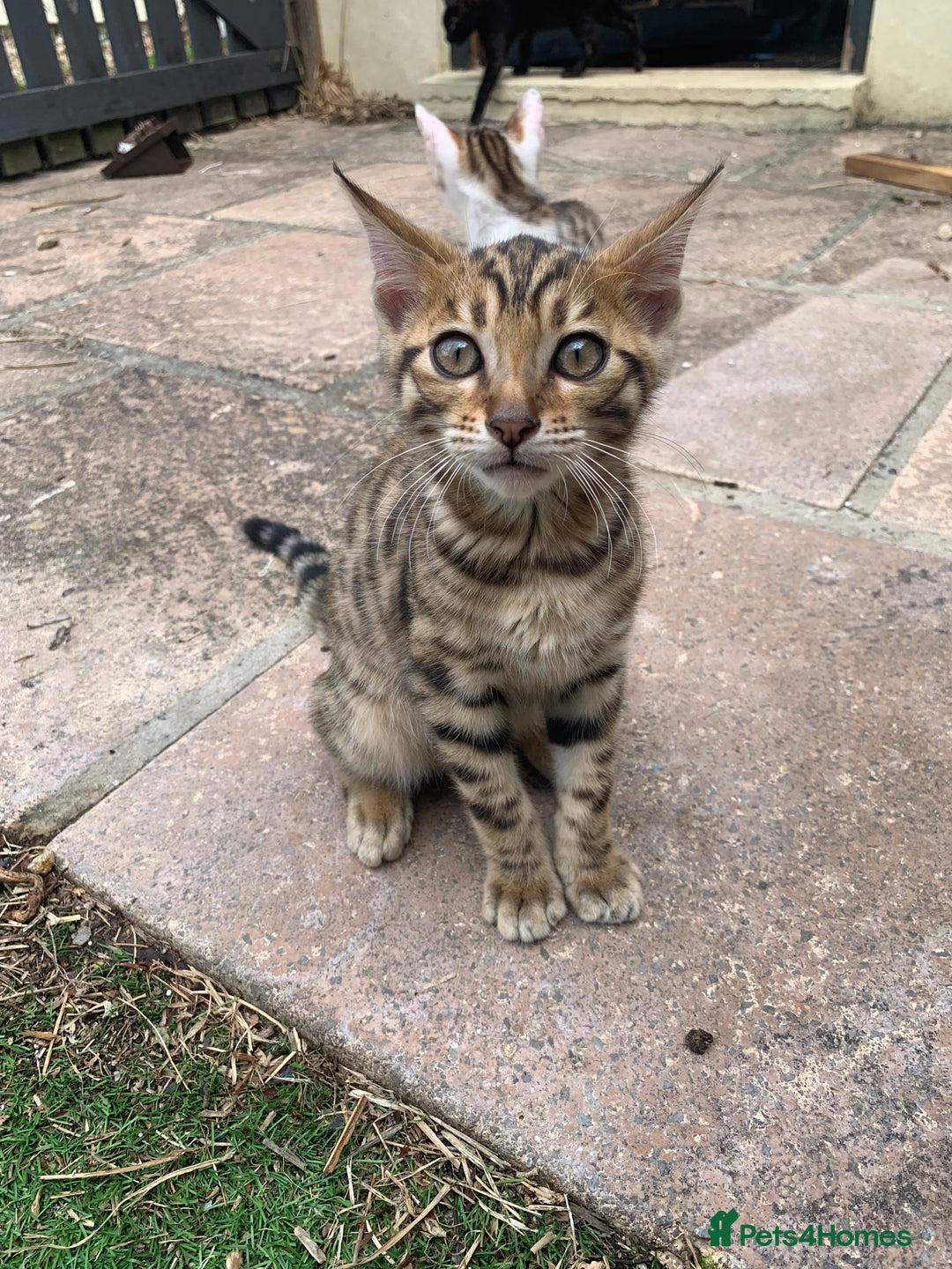 Bengal cats for sale: MIXED BENGAL KITTENS - Image 4